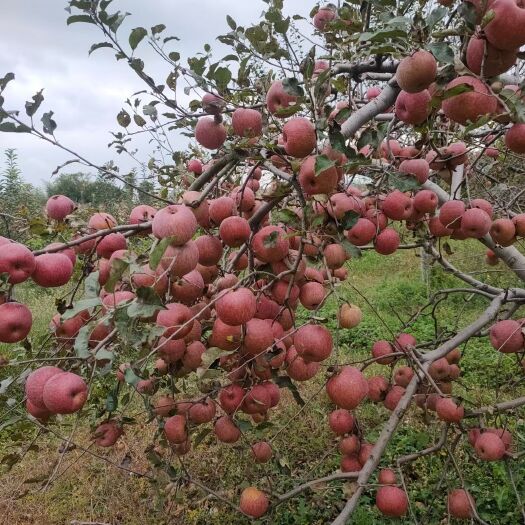 丽江苹果苗，糖心苹果苗