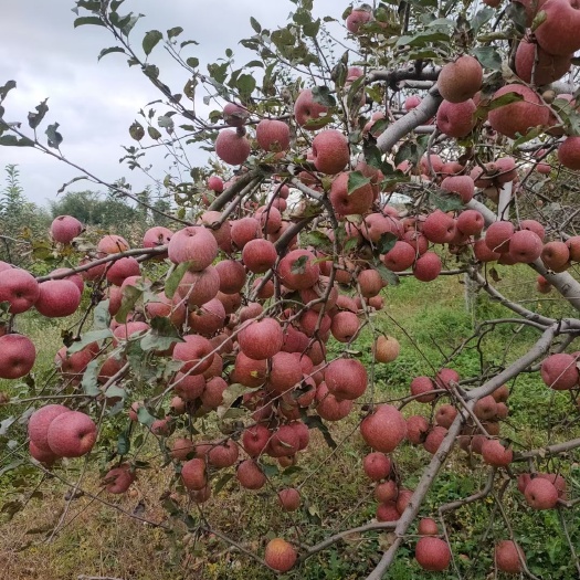 玉龙县丽江苹果苗，糖心苹果苗