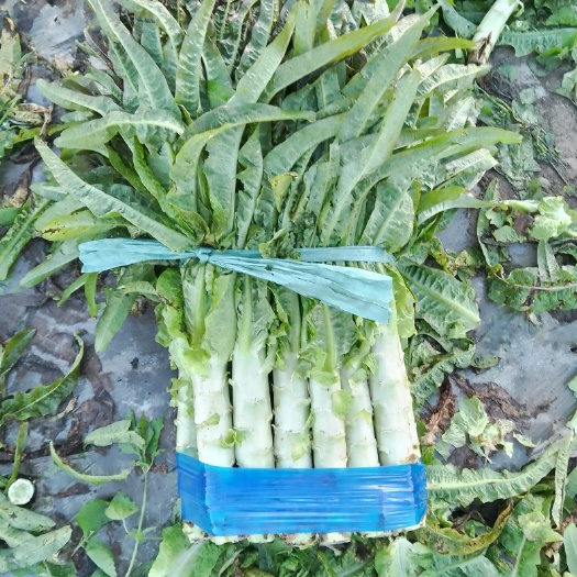 大理市红叶香莴笋，物美价好，货源稳定，大量供应