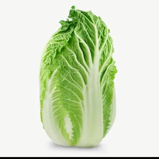 郓城县批发大白菜