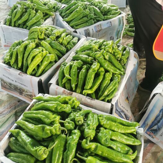 夏邑县辣椒