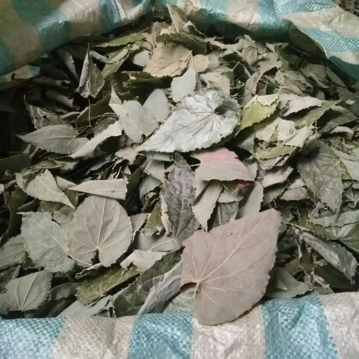 宁强县绒毛淫羊藿纯叶，男人的至宝懂得下手