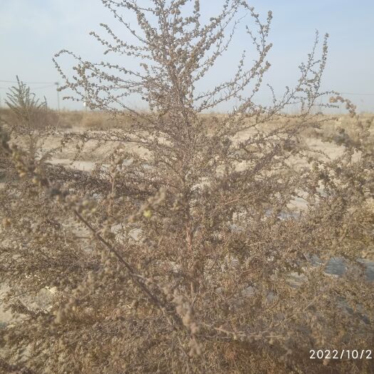 民勤县《碱蓬》沙漠野生特产。针叶植物，颗粒小。