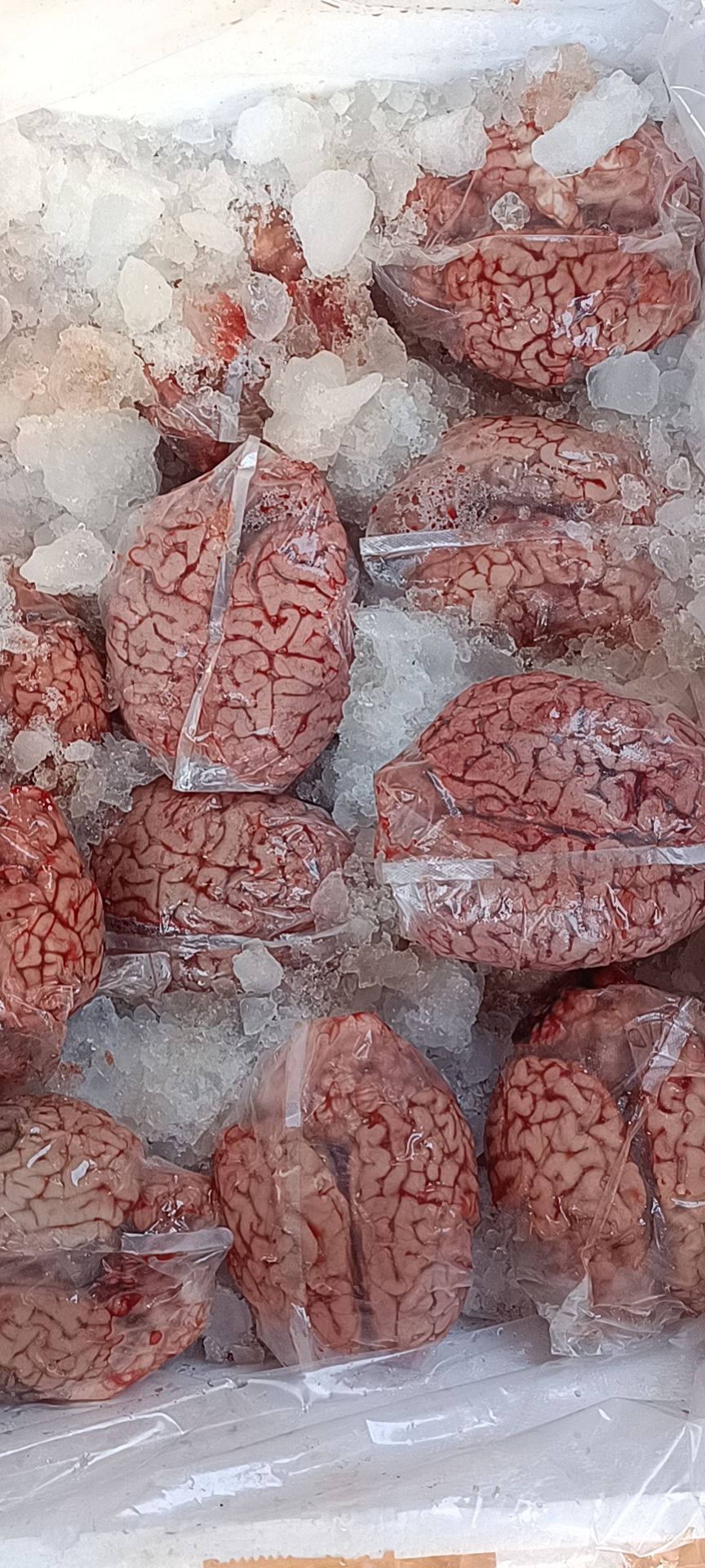 新鲜牛脑