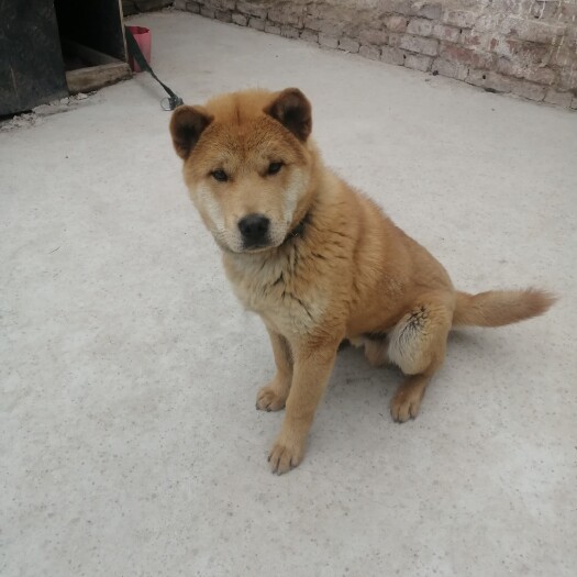 嘉祥县本厂常年出售各种大型犬，中型犬，猎犬，以犬会友