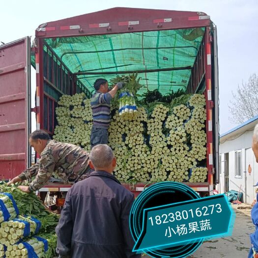 夏邑县【推荐】精品红叶莴笋即将上市，需要联系我
