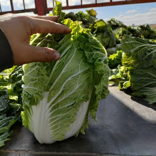 榆林白菜出售   陕西榆林市300亩沙地黄心大白菜