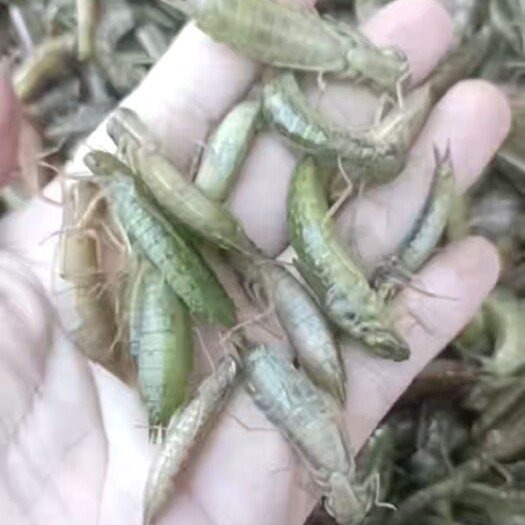 唐山水蜻蜓，活体速冻，高蛋白非常好吃