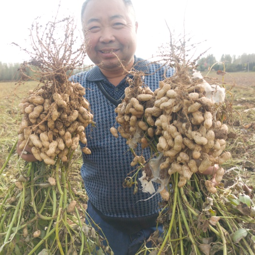 山东潍坊产潍花8号 潍花24高花生种子检疫合格可追溯性