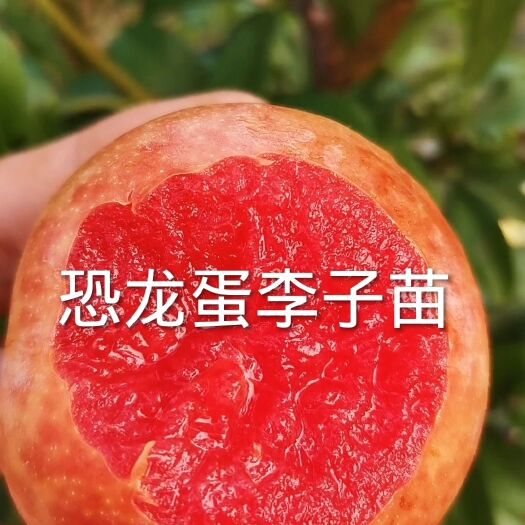 营口恐龙蛋李子苗（纯真种苗）现挖现发