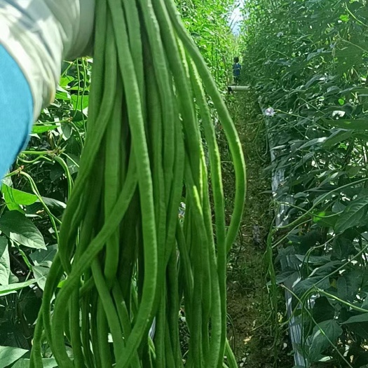 景洪市随行就市电议缸豆角长豆角大量上市货源充足无虫眼无斑点代发代收