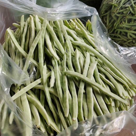 昌图县豆角批发