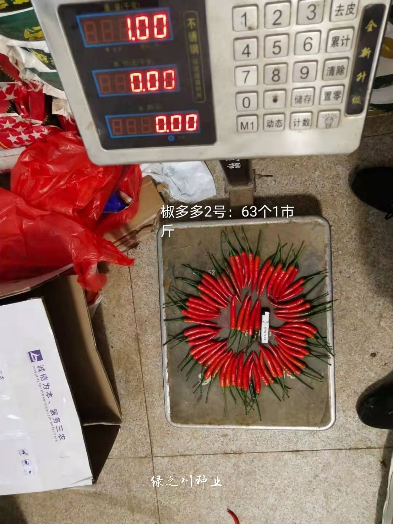 正品椒多多2号朝天椒种子泰国引进大果型米椒种子高产单生朝天椒