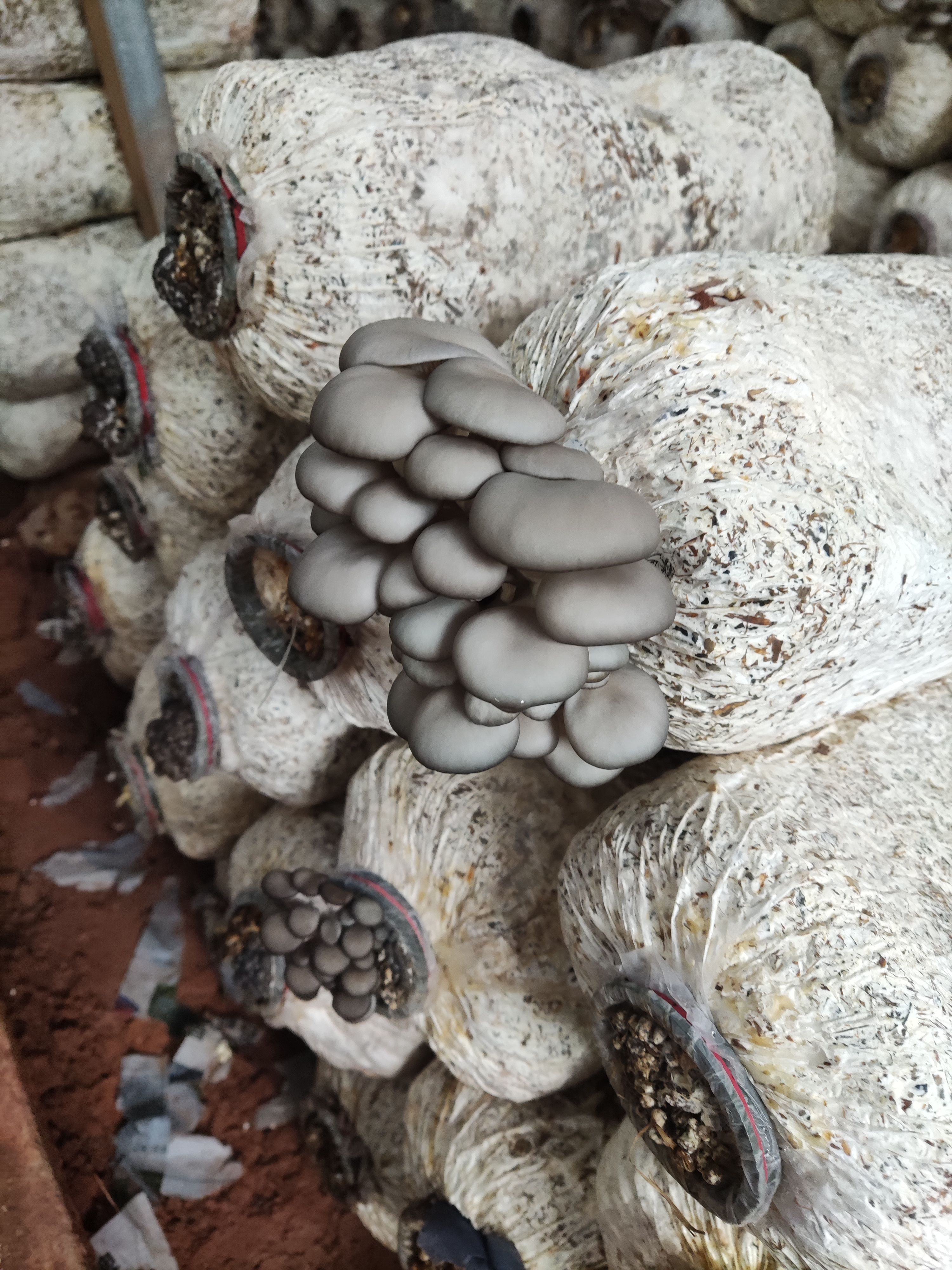 金堂县姬菇大量出货精品姬菇，每天2-3000斤