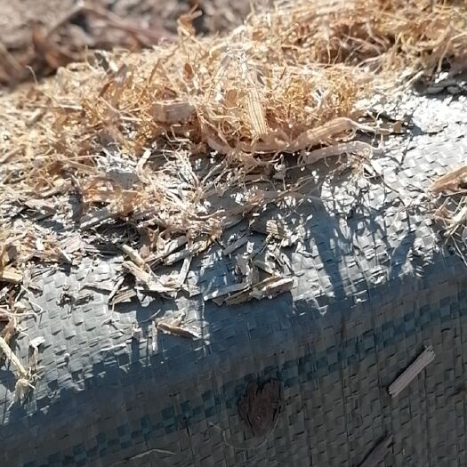 蔚县草上市  柔丝玉米秸秆