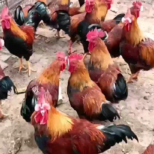 肇州县红公鸡