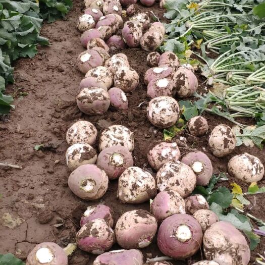 淮阳区苤蓝    洋芥菜头   大头菜酱菜厂原料产地专业代办