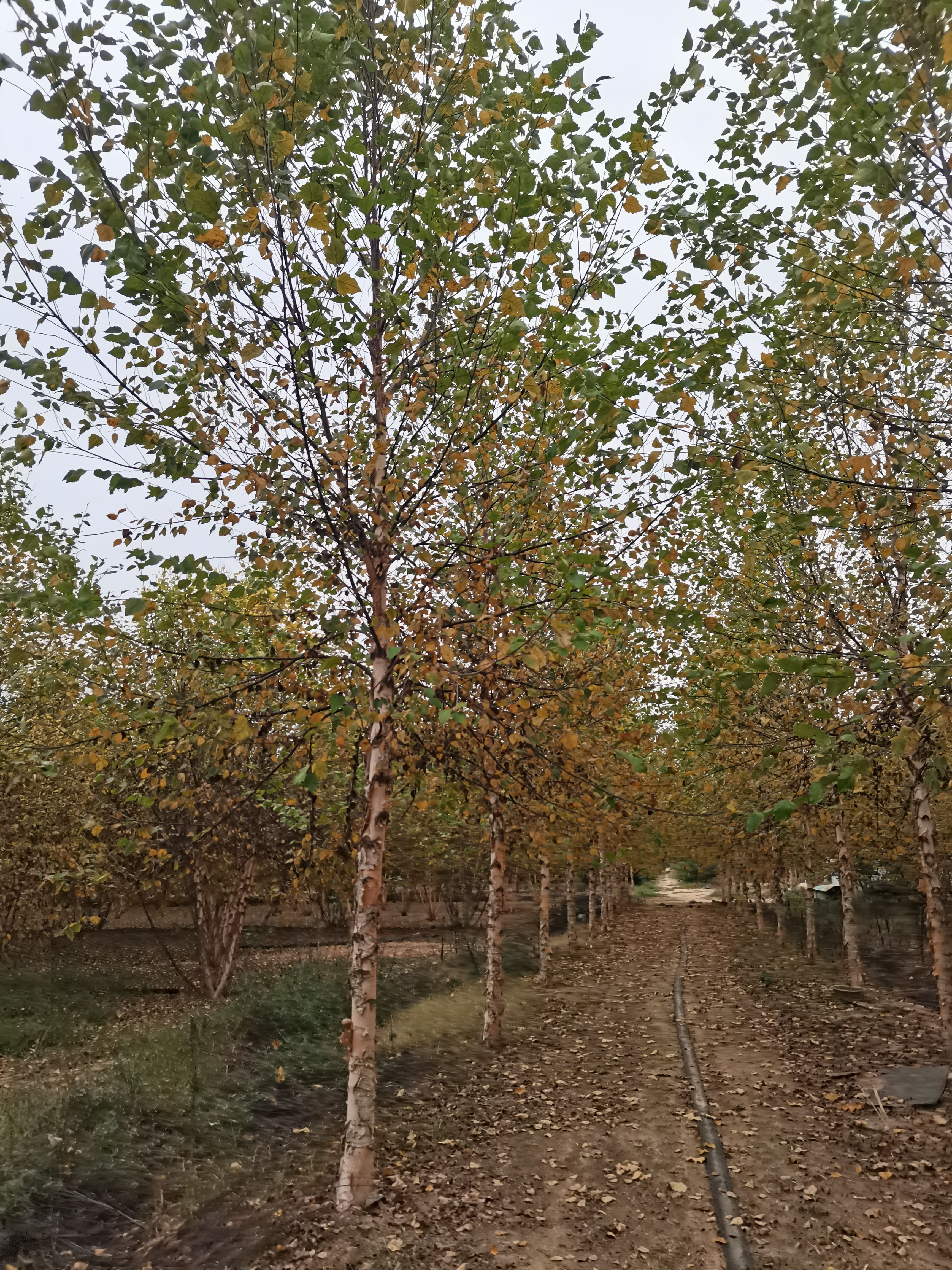 白桦，欧洲白桦大量供应