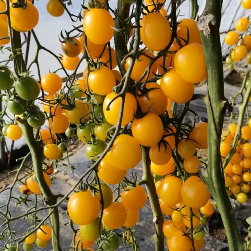 绥中县黄菳宝小柿子，口感好糖度高，新鲜现摘产地直发可全国发货