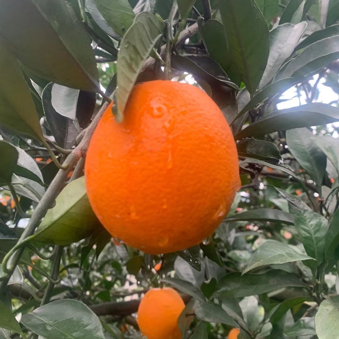精品果蔬種植基地