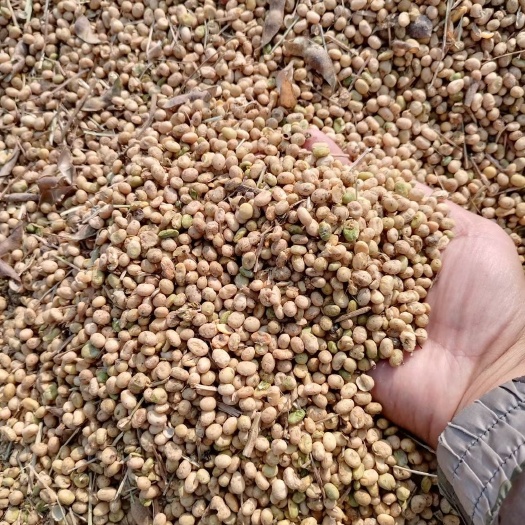 三门峡黄河滩地肾型大豆！有好有赖。