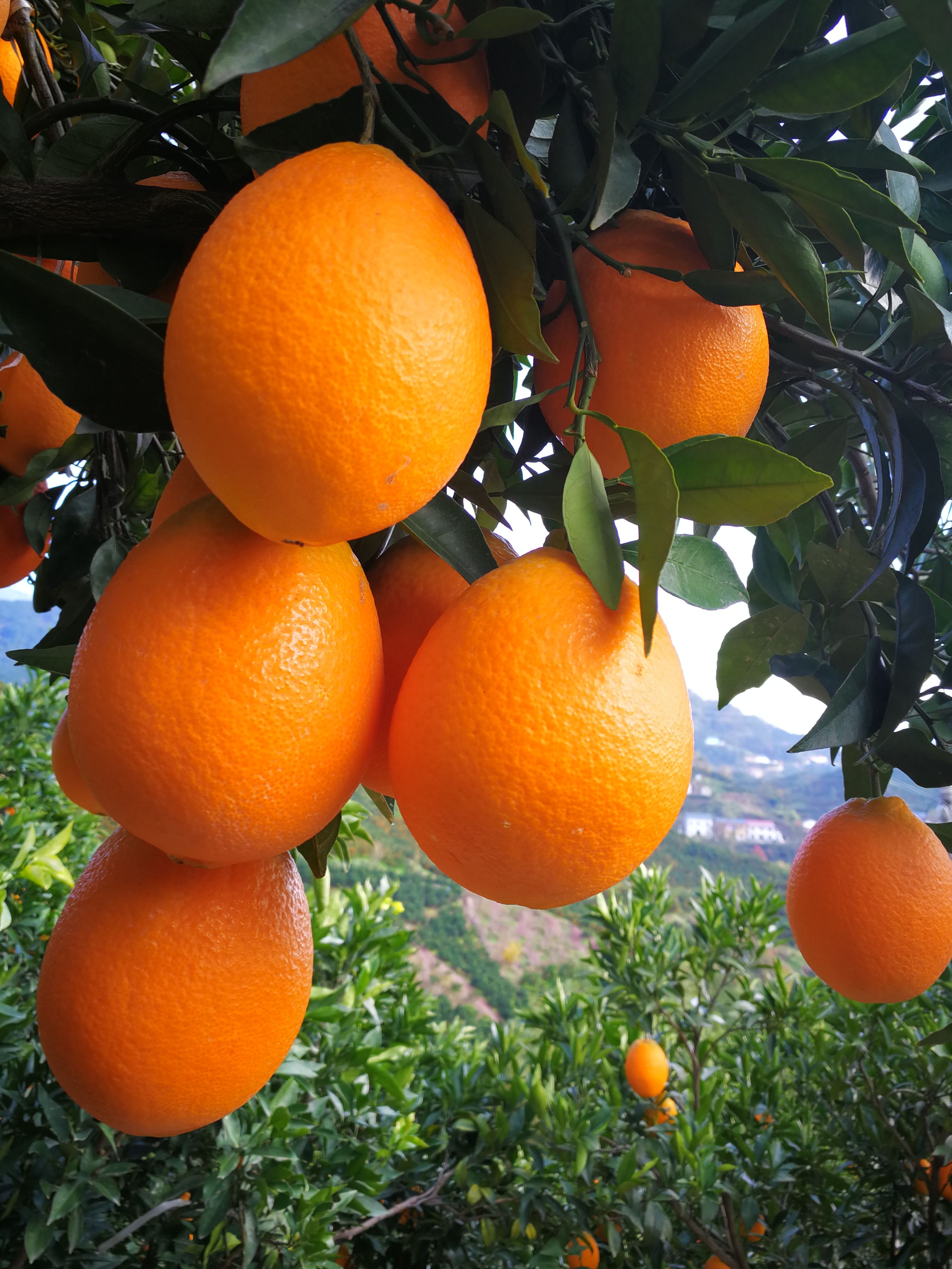 秭归县出售湖北橙子，红心脐橙，黄心脐橙，血橙，伦晚脐橙等新鲜水果。