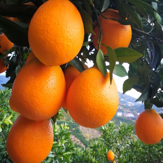 橙子水果批发地，树上脐橙干净又漂亮，肉嫰多汁像吃糖那样甜