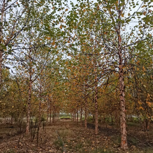 邳州市白桦，欧洲白桦大量供应