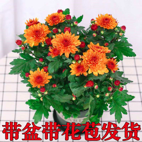 淮安【带花苞发货】荷兰菊花苗千头菊大花乒乓菊耐寒四季开花绿植盆栽