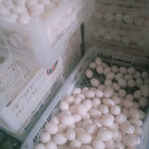 南京商品鸽子蛋白蛋