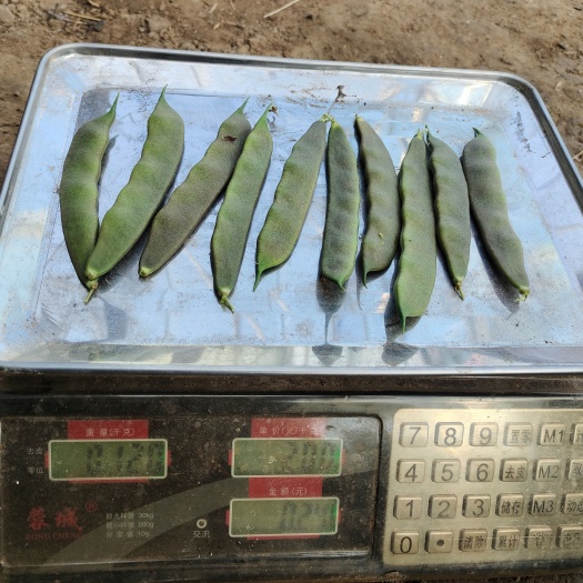 昌图县豆角：豆王  白大架   一点红  九月青