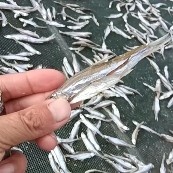 寿县安徽特产白条鱼干丰餐鱼干
