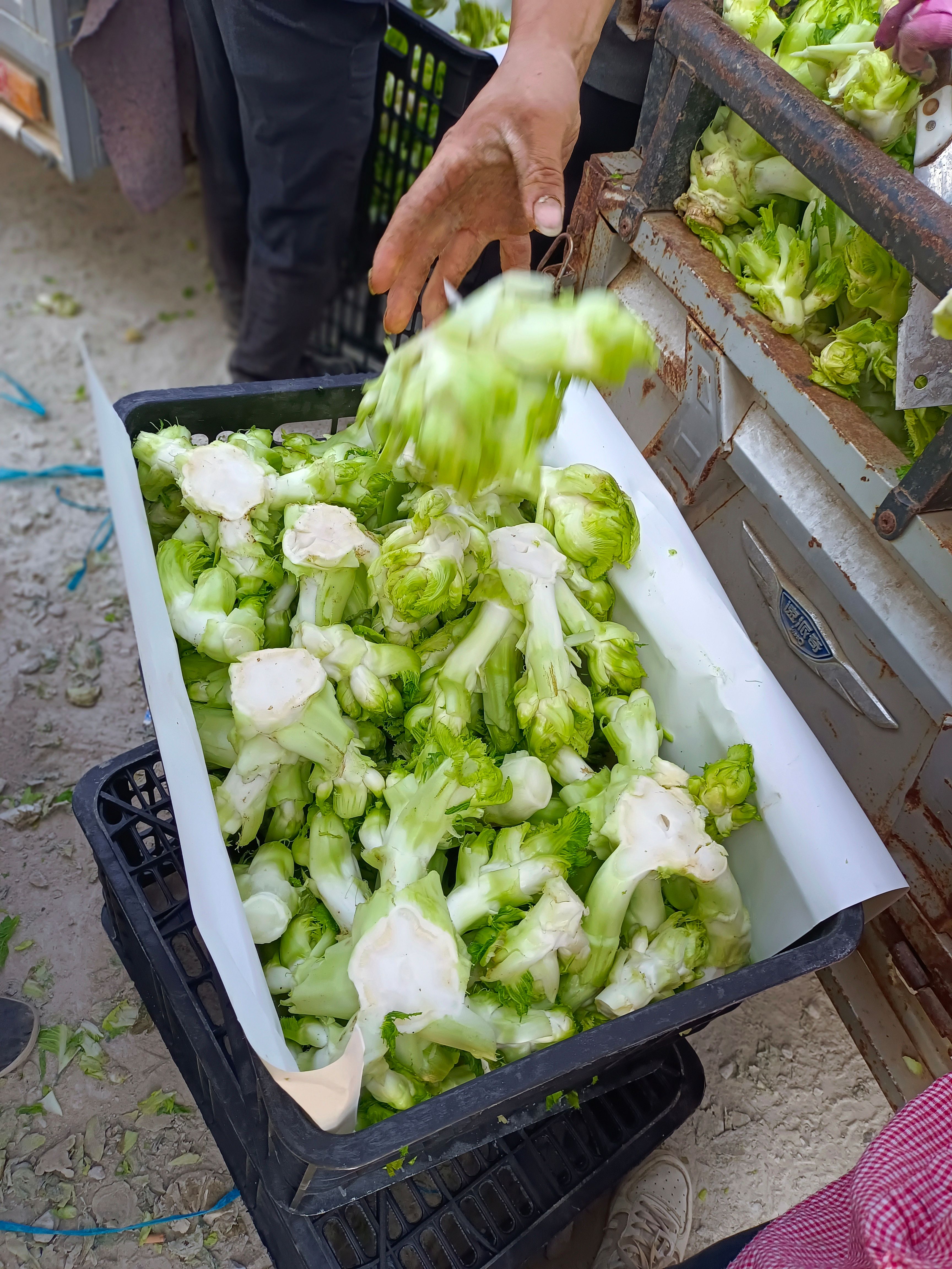 儿菜 娃娃菜 抱儿菜 对接商超 批发市场 大量供应 冷藏运输