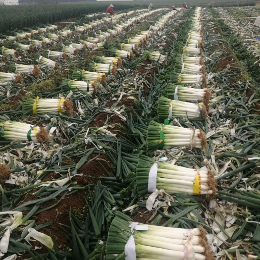 宾阳县长白大葱