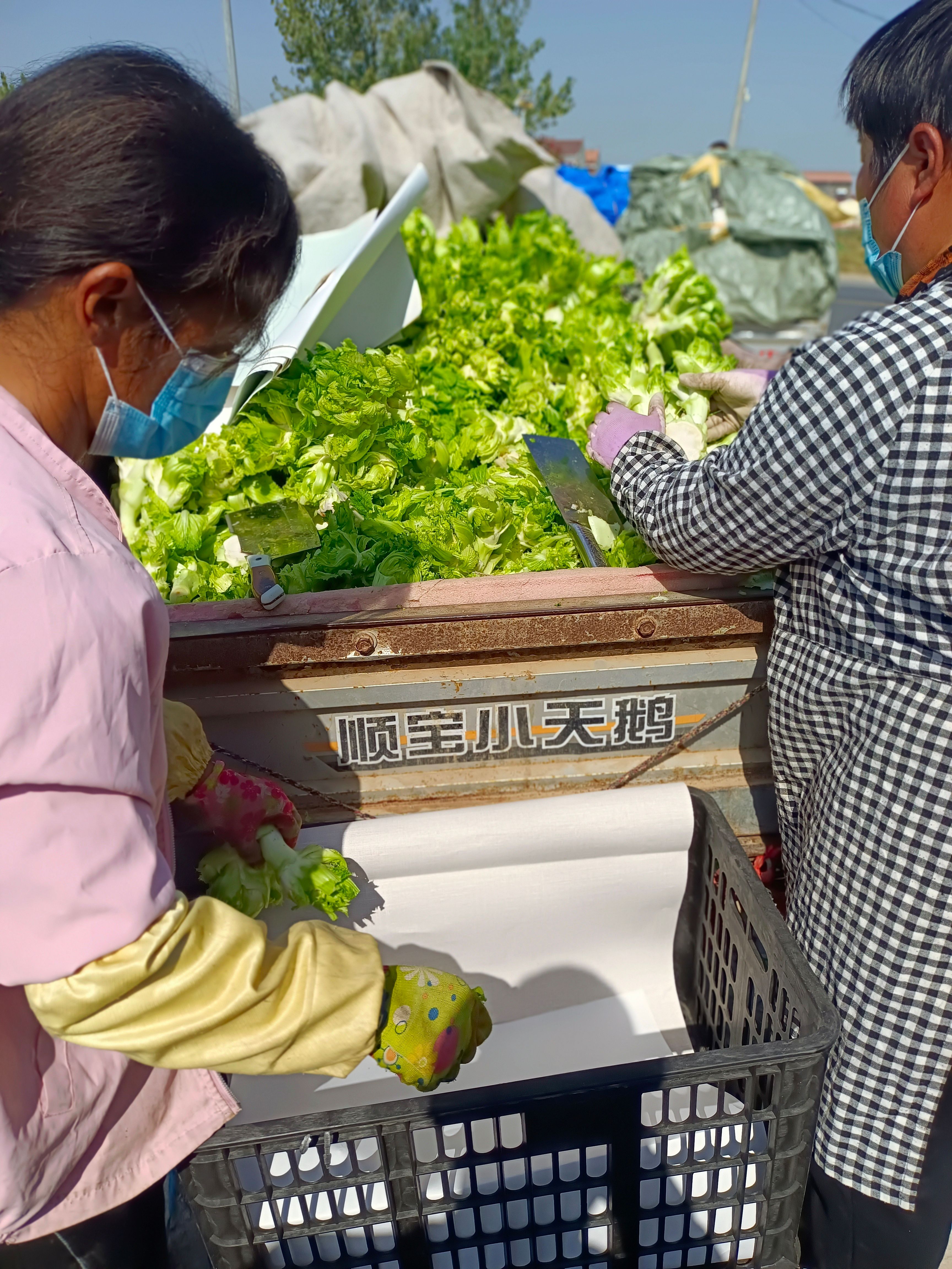 儿菜 娃娃菜 抱儿菜 对接商超 批发市场 大量供应 冷藏运输