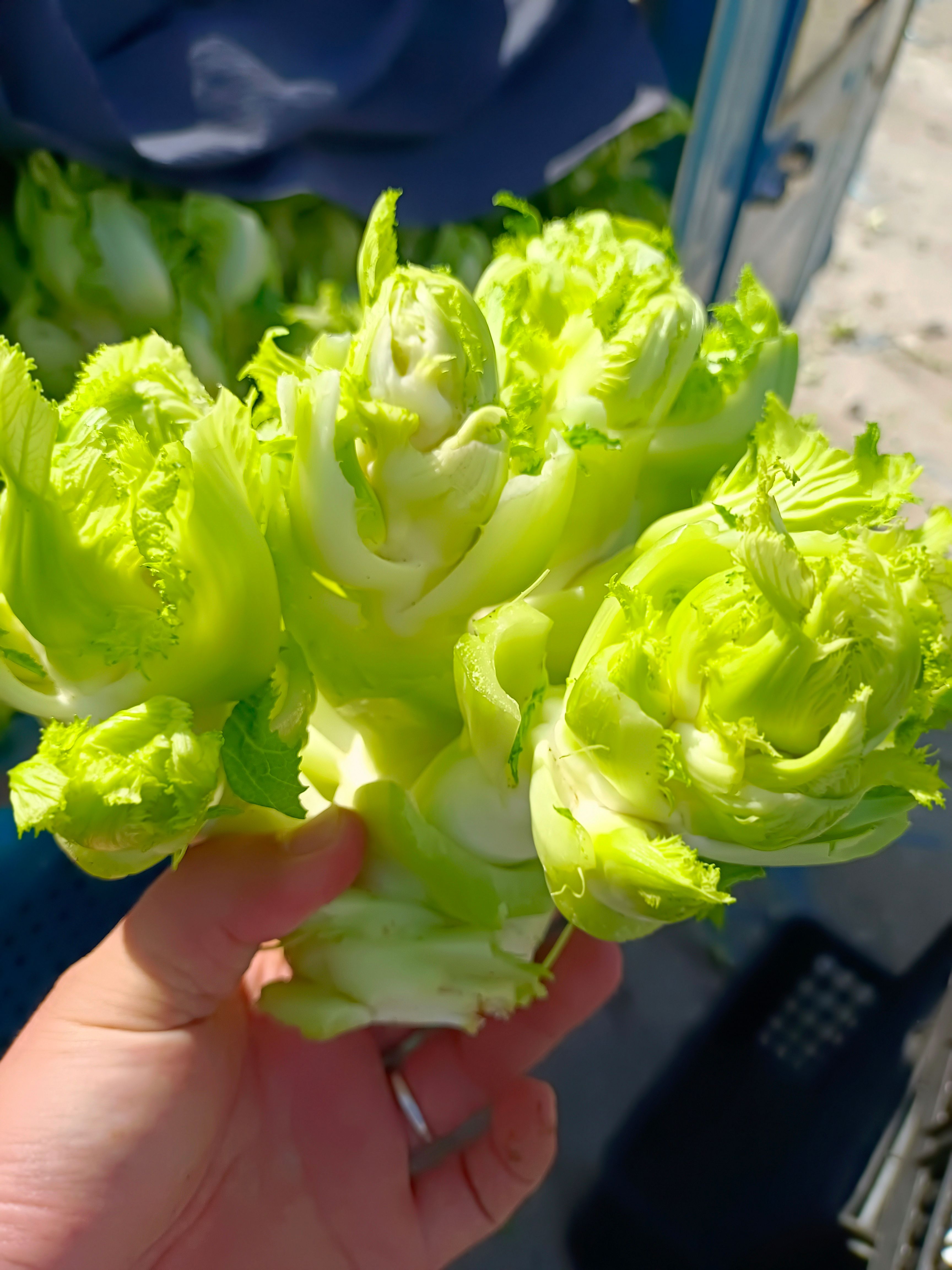 儿菜 娃娃菜 抱儿菜 对接商超 批发市场 大量供应 冷藏运输