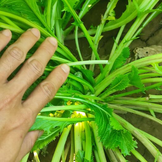河间市雪里红，自己家种的，