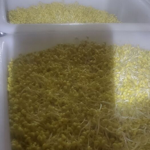 乌兰察布黄豆芽，