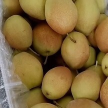 赵县红香梨