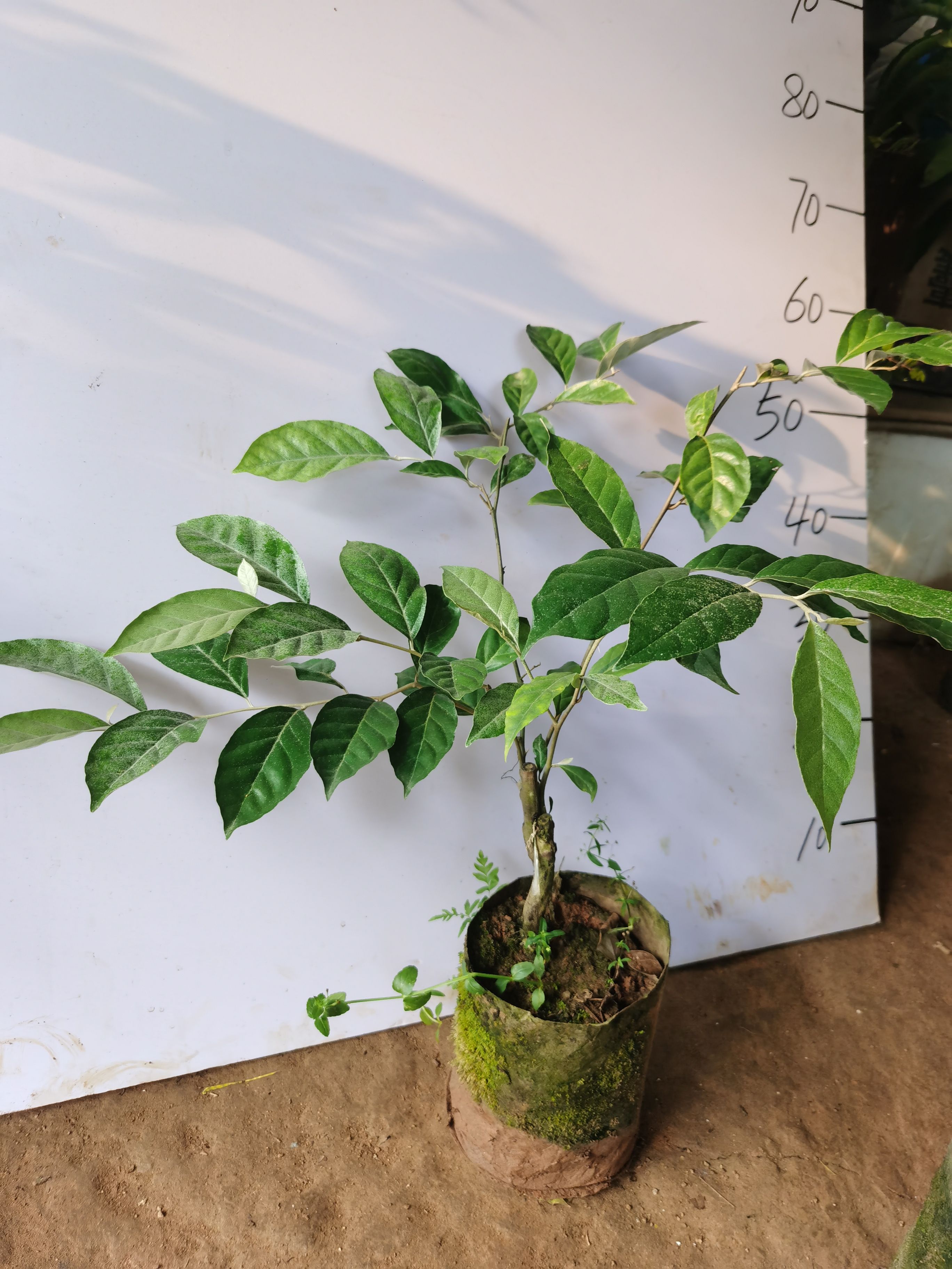 羊奶果苗，带营养杯带土发货包邮