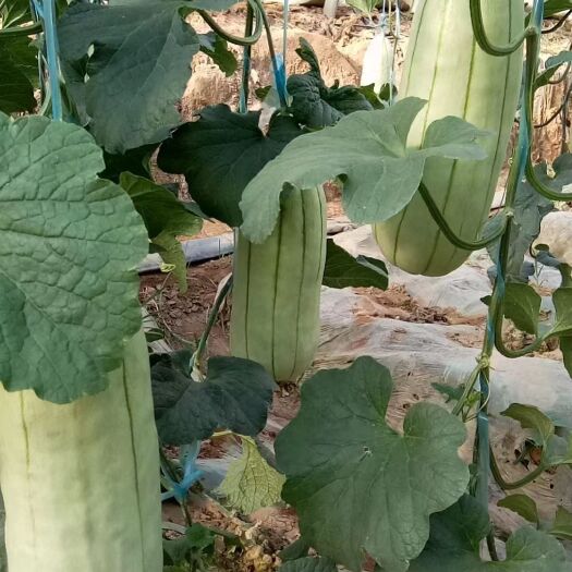 大荔县甜瓜