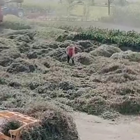 东海县花生秧