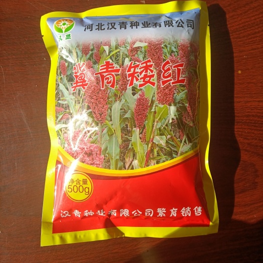 青县高粱种子  冀青矮红