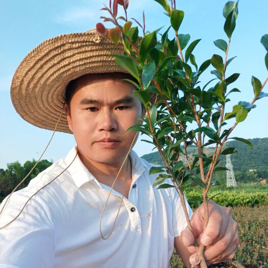 南昌茶梅大杯