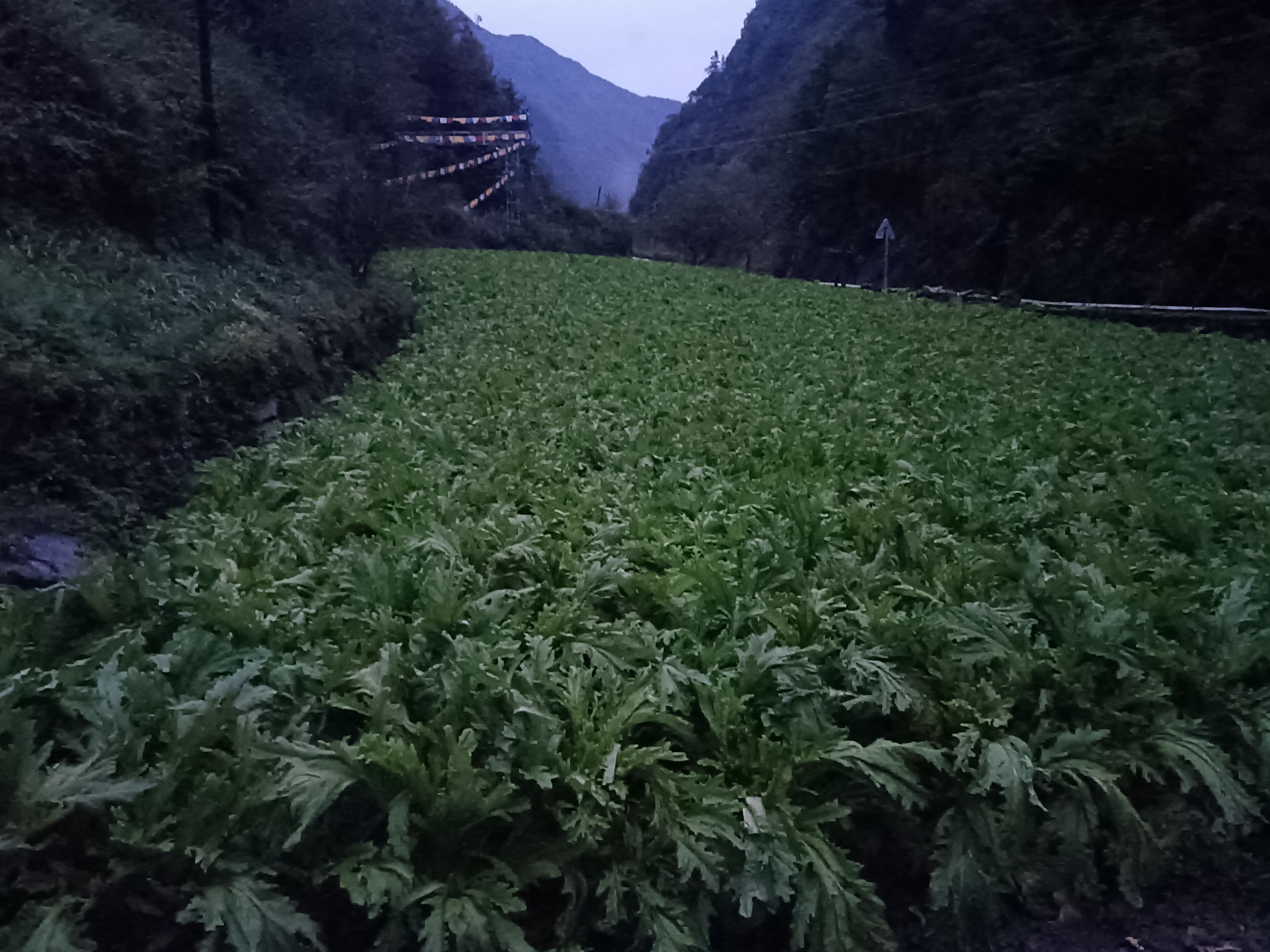 阿坝州大棒菜
