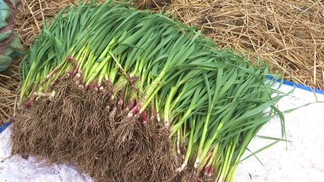 丰县预冷红根蒜苗   5万斤