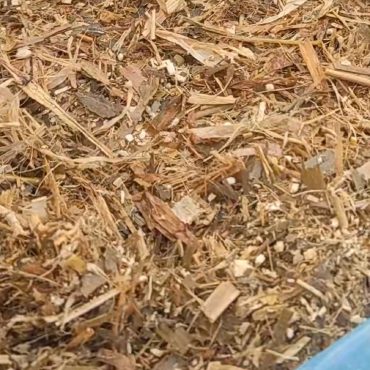 天津青储玉米杆，青贮玉米杆高蛋白，大量发酵玉米秸秆，优质草料出售
