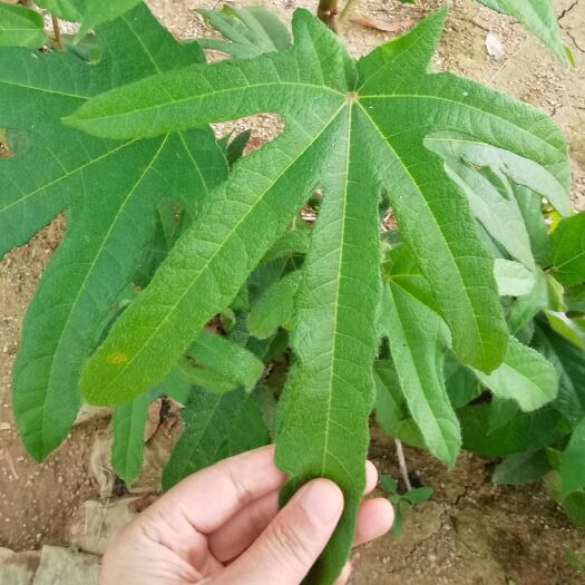 灵山县细叶毛桃发芽率高细叶五指毛桃发芽率高
