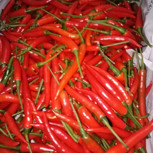宜良县现摘新鲜，品质好大量上市。