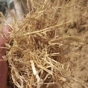天津精品小包柔丝
